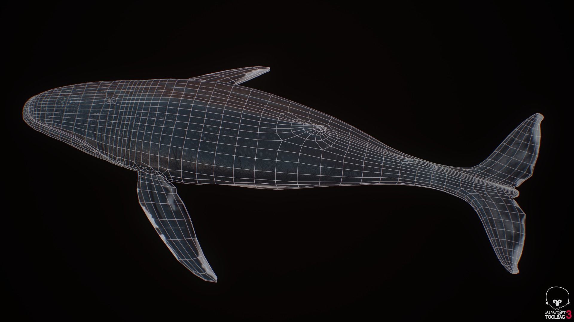 Blue Whale  Low-poly 3D model_16