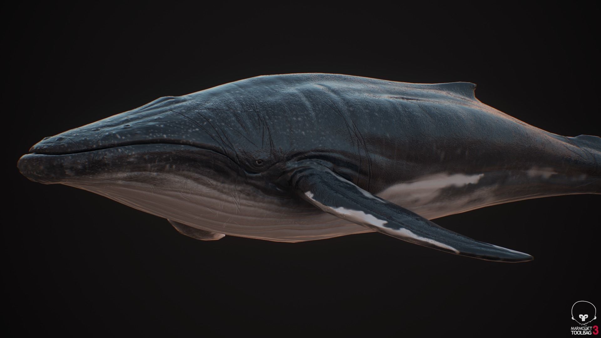 Blue Whale  Low-poly 3D model_7