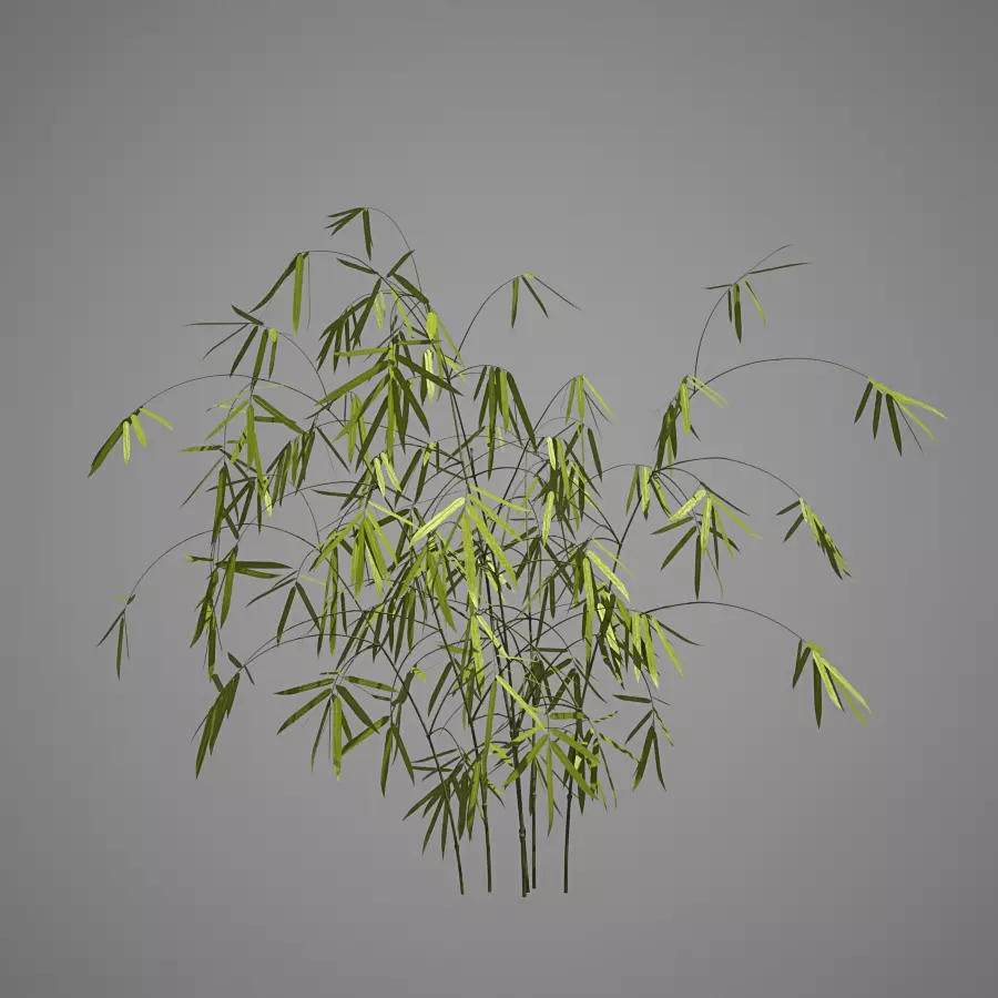Bamboo plant 3D model_0