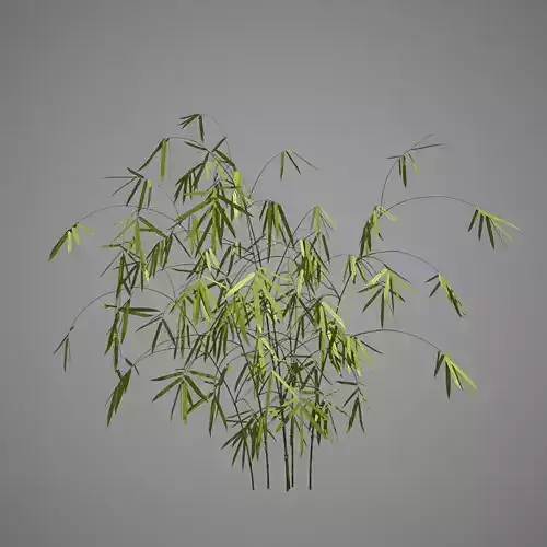 Bamboo plant 3D model