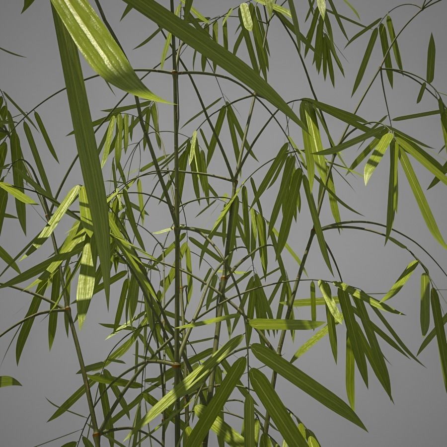 Bamboo plant 3D model_4