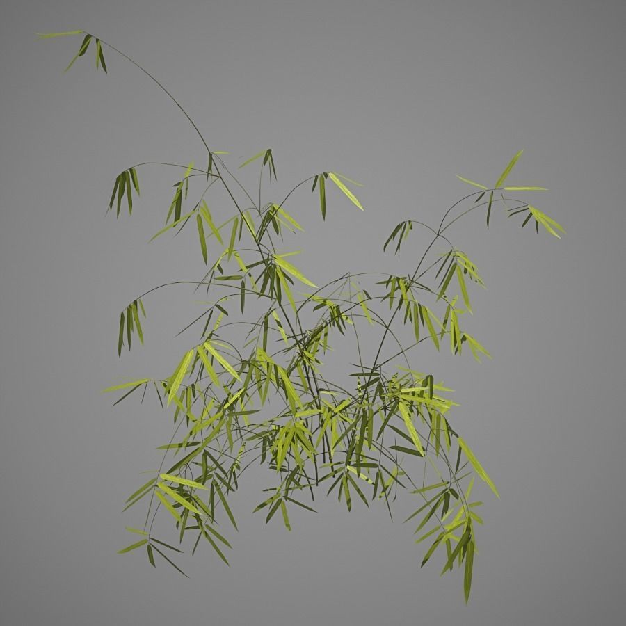 Bamboo plant 3D model_2