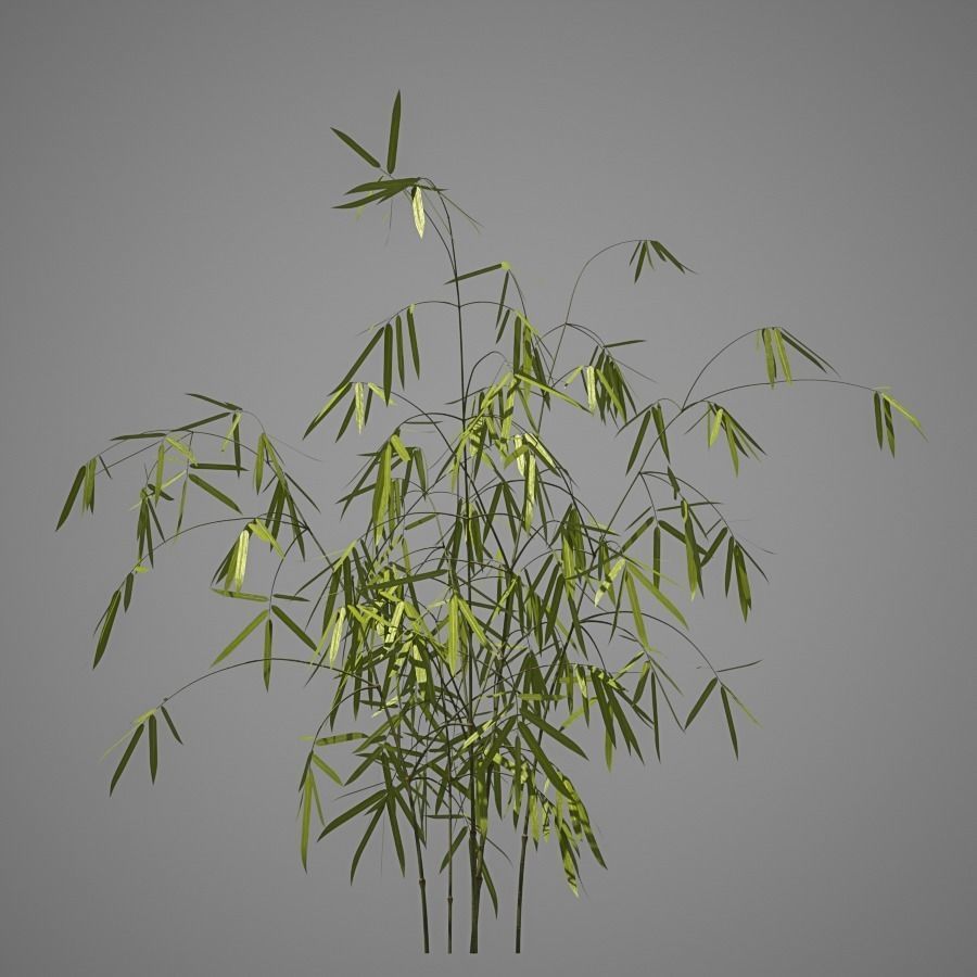 Bamboo plant 3D model_3