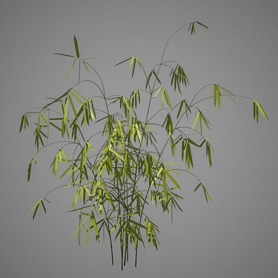 Bamboo plant 3D model_1