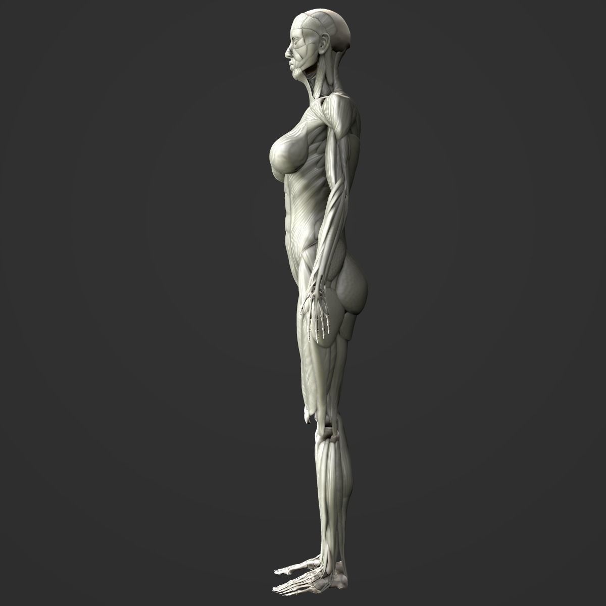 Full body muscle and skeleton anatomy 3D model_5