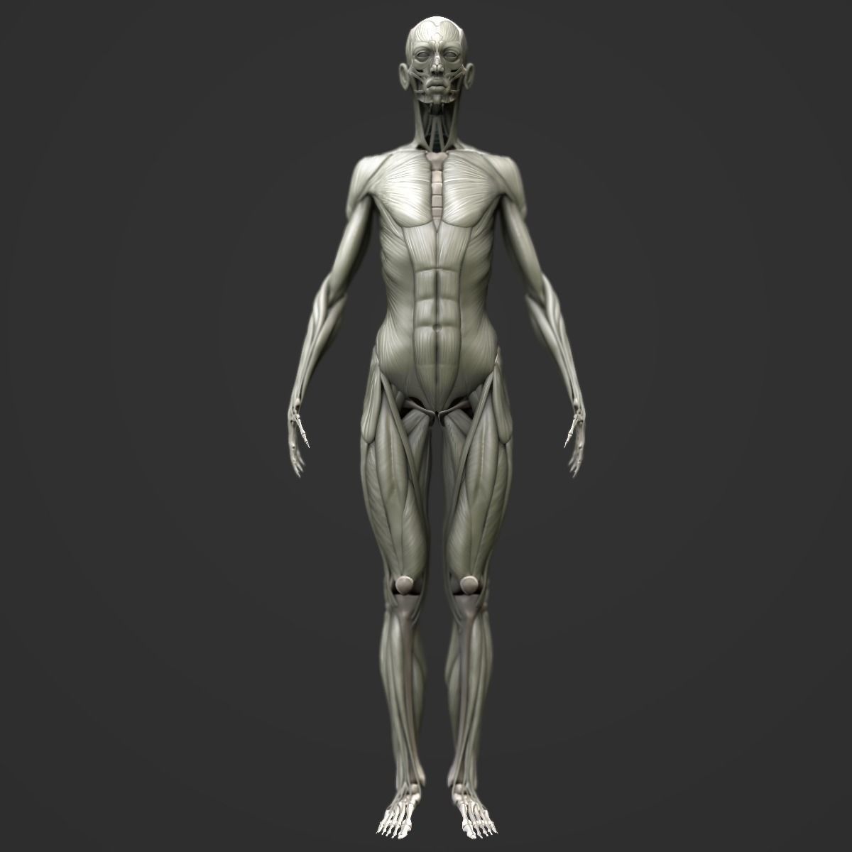 Full body muscle and skeleton anatomy 3D model_2