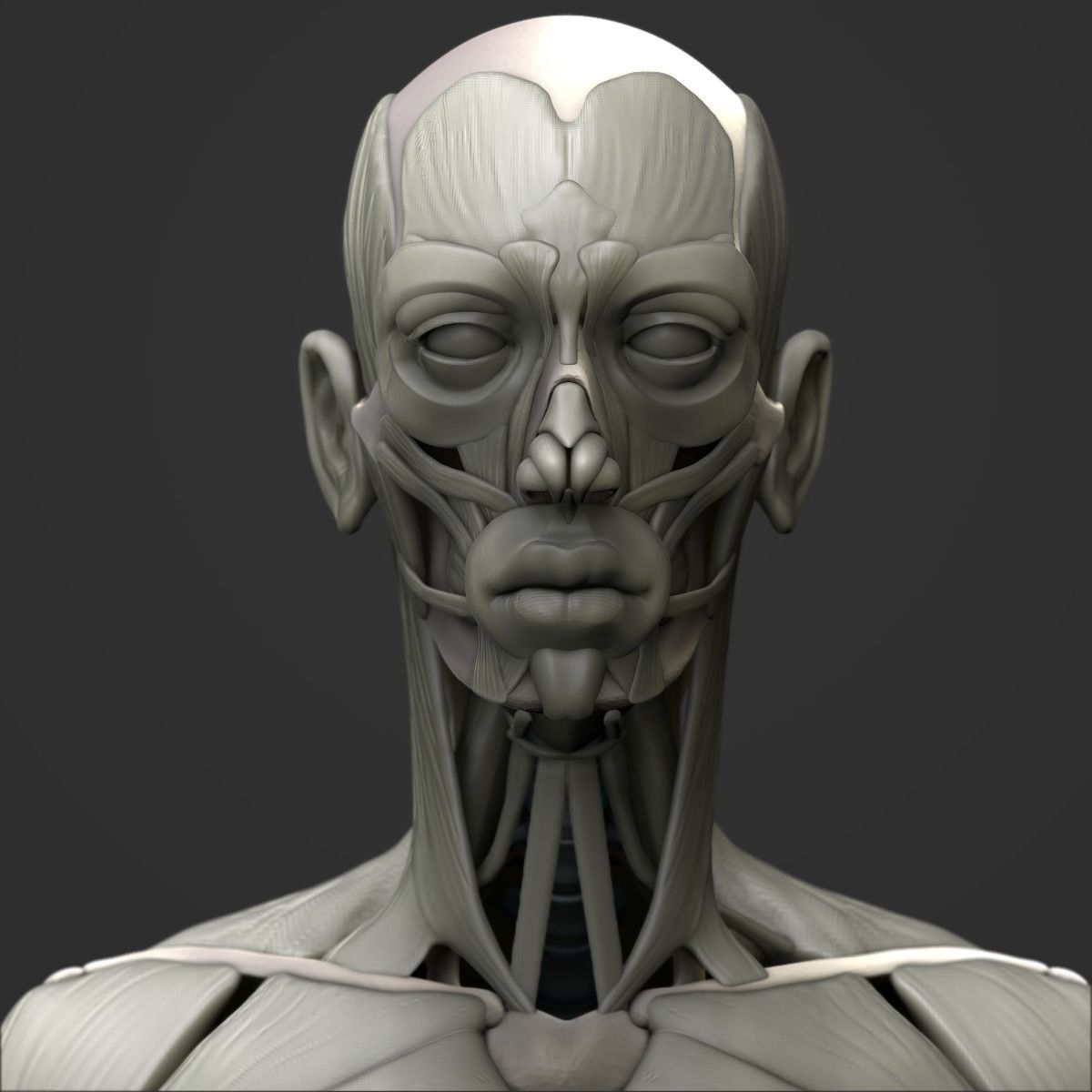 Full body muscle and skeleton anatomy 3D model_1