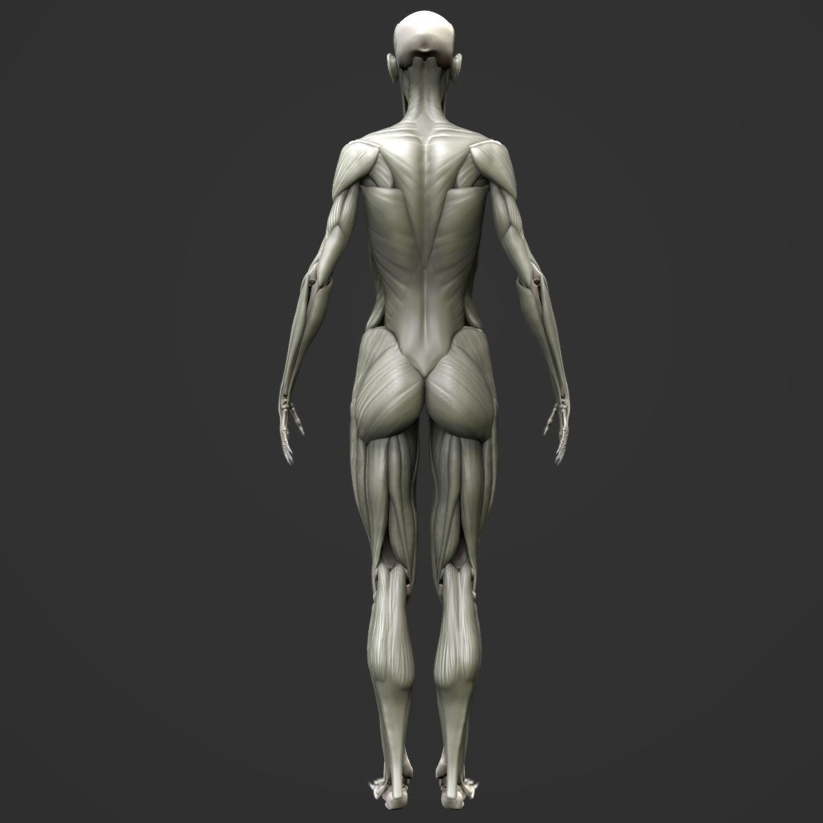 Full body muscle and skeleton anatomy 3D model_10