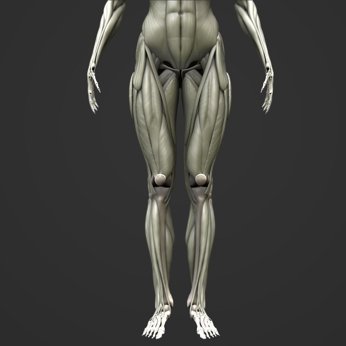 Full body muscle and skeleton anatomy 3D model_8