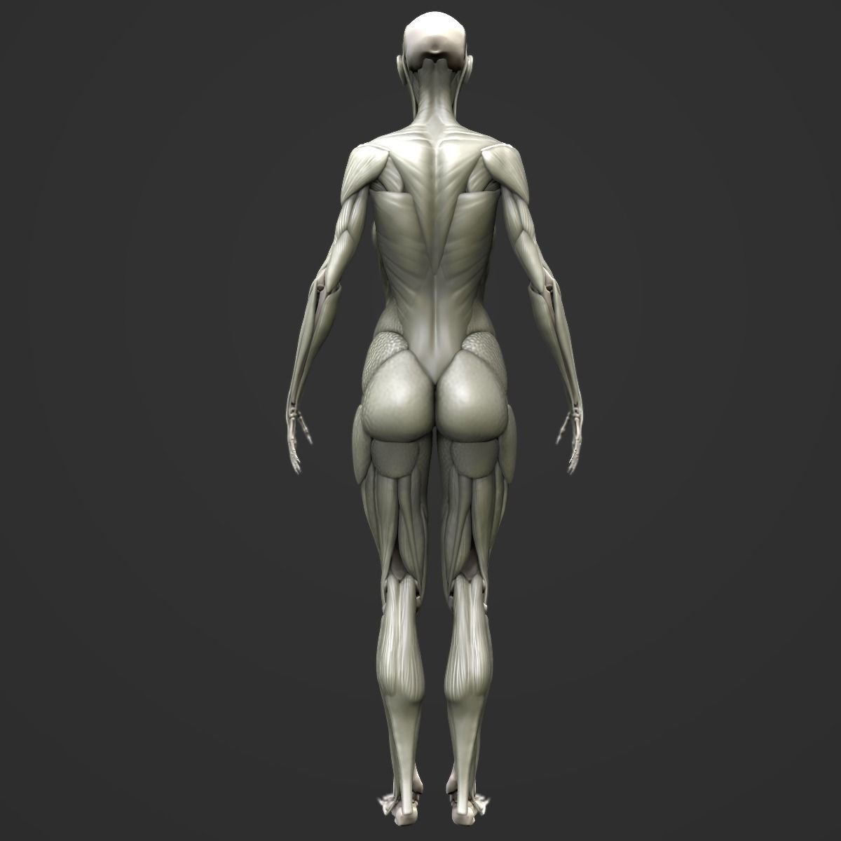 Full body muscle and skeleton anatomy 3D model_6