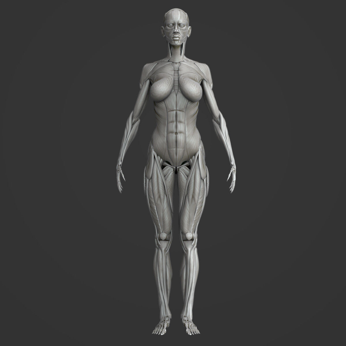 Full body muscle and skeleton anatomy 3D model_4