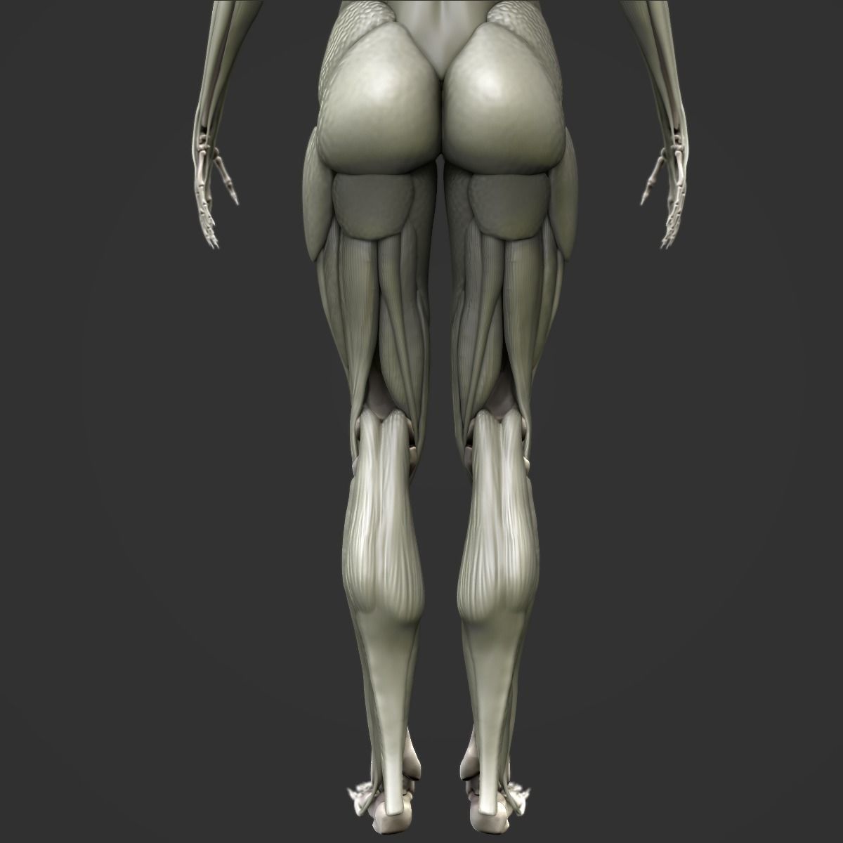 Full body muscle and skeleton anatomy 3D model_7