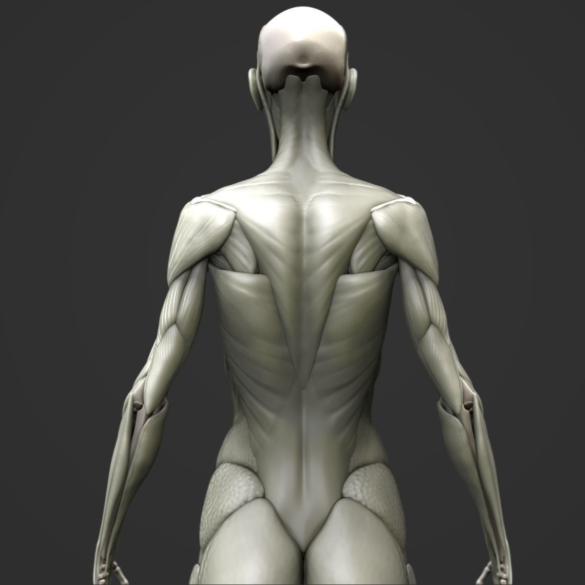 Full body muscle and skeleton anatomy 3D model_9