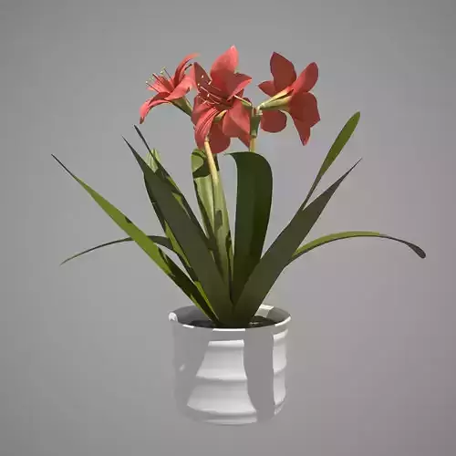 Flower - Amaryllis belladonna