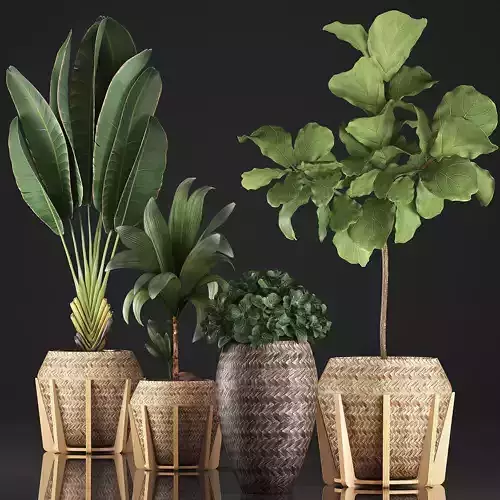 Collection of Exotic plants 348