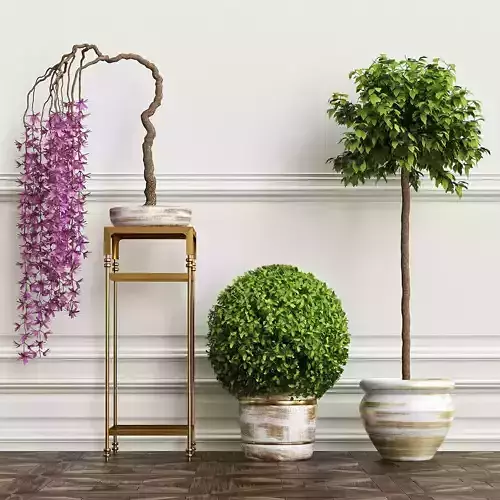 PLANTS 5 three potted