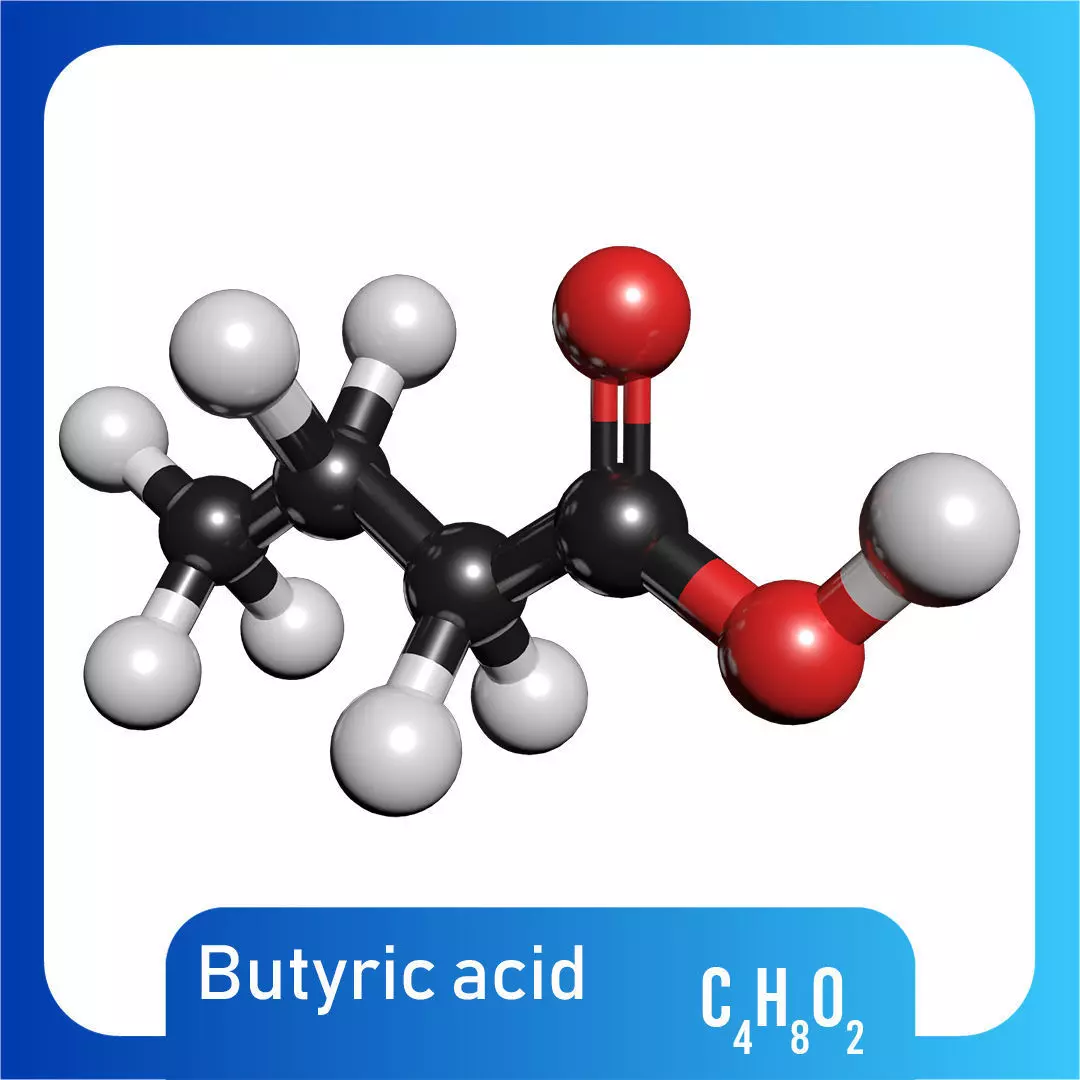 Butyric acid 3D Model C4H8O2 3D model