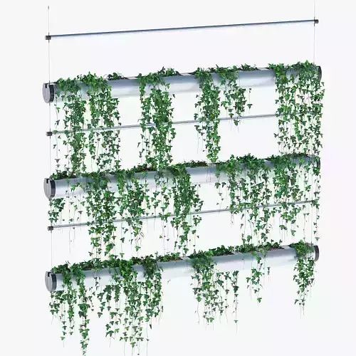 Pendularis ivy hanging planter