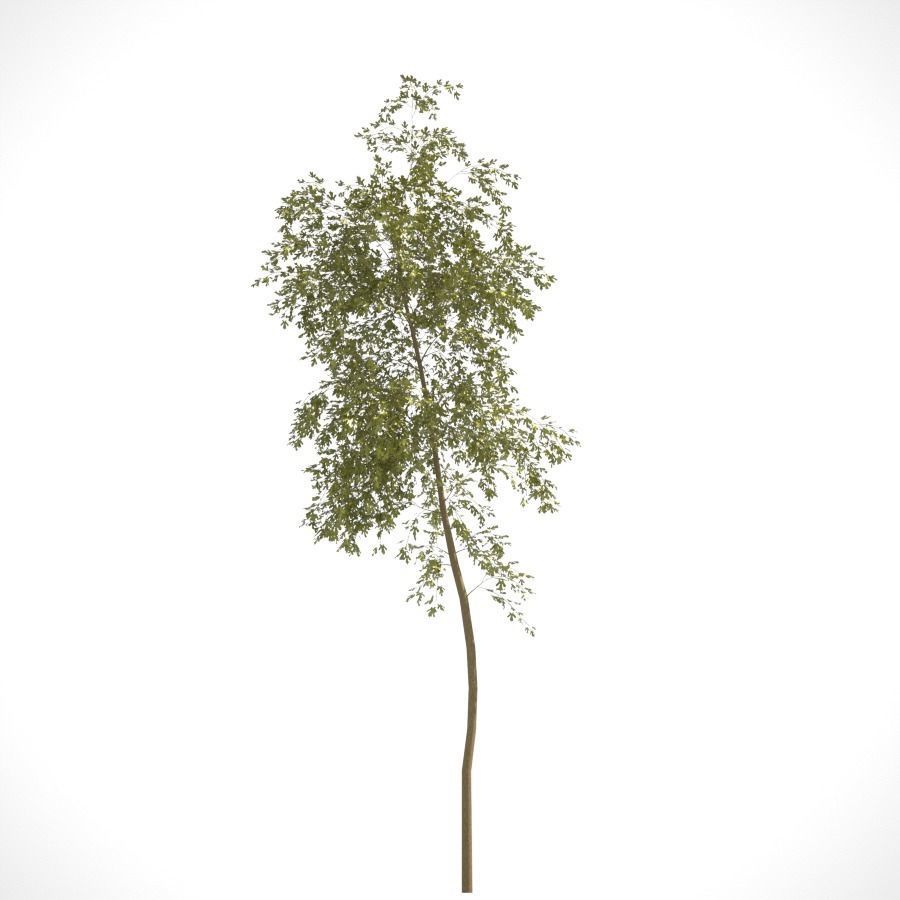 Young Tree  3D model_4