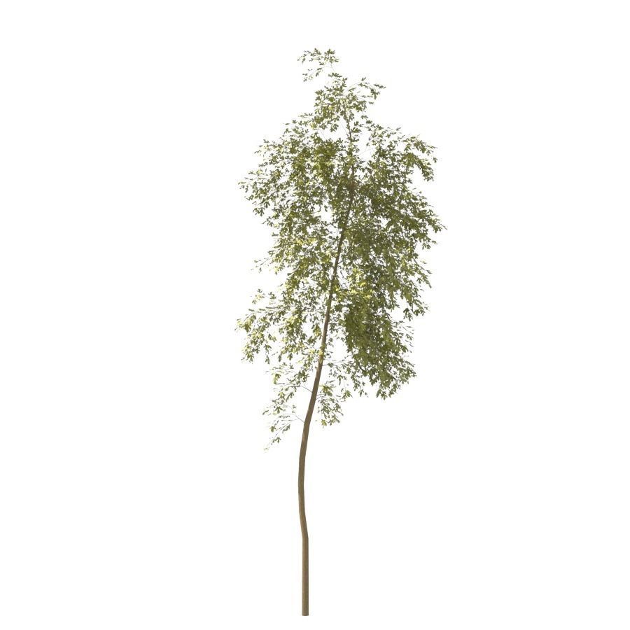 Young Tree  3D model_2