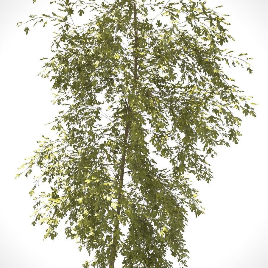 Young Tree  3D model_6