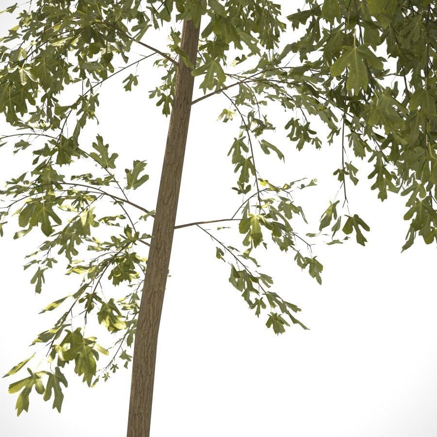 Young Tree  3D model_7