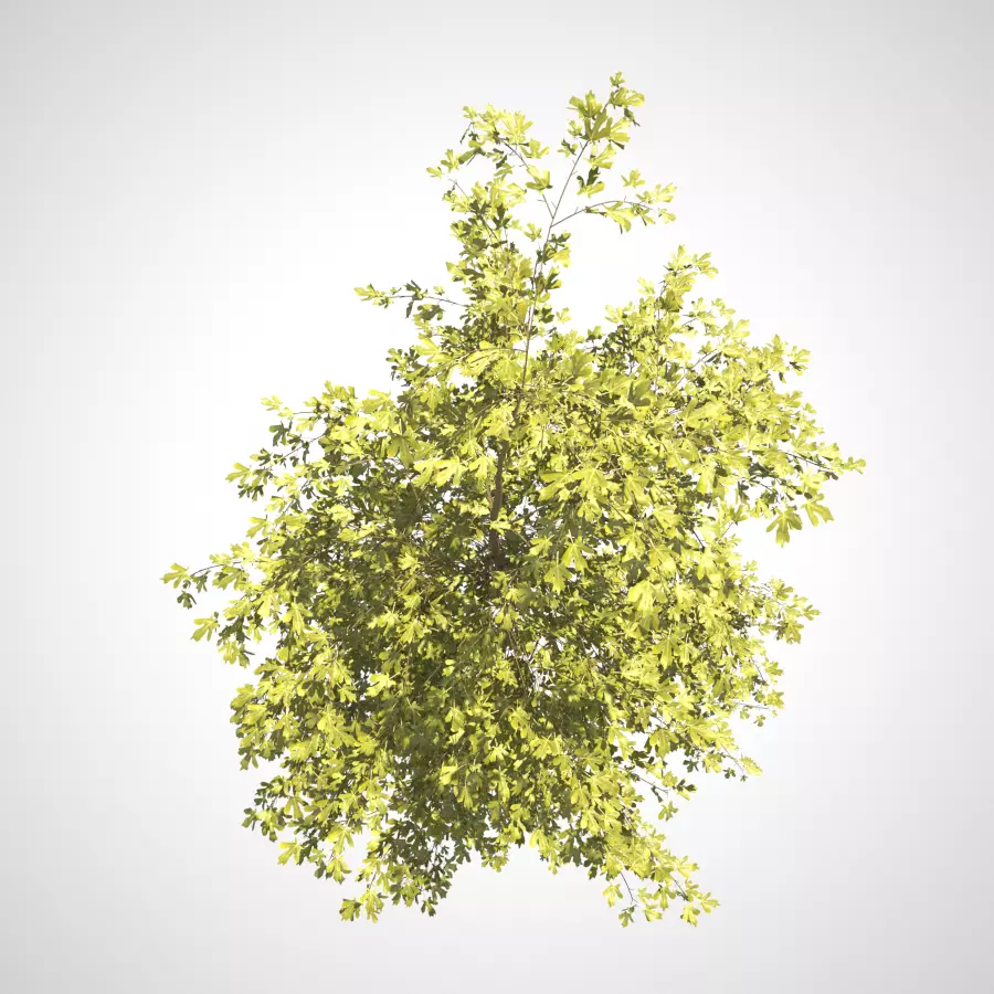 Young Tree  3D model_0