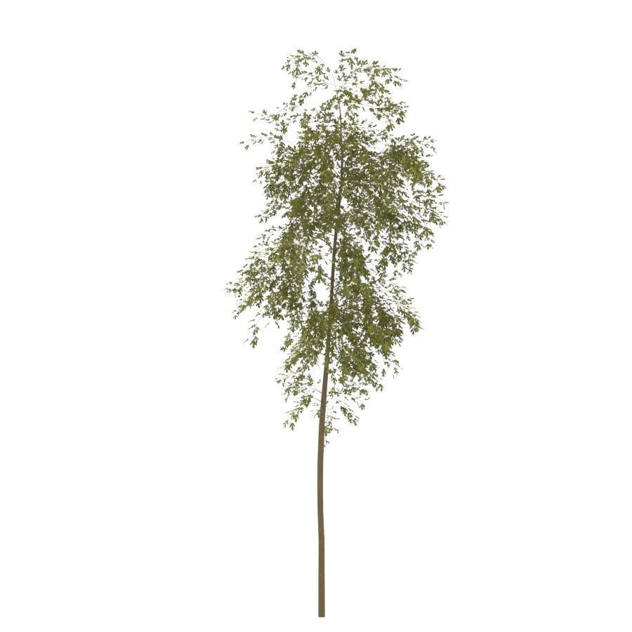 Young Tree  3D model_3