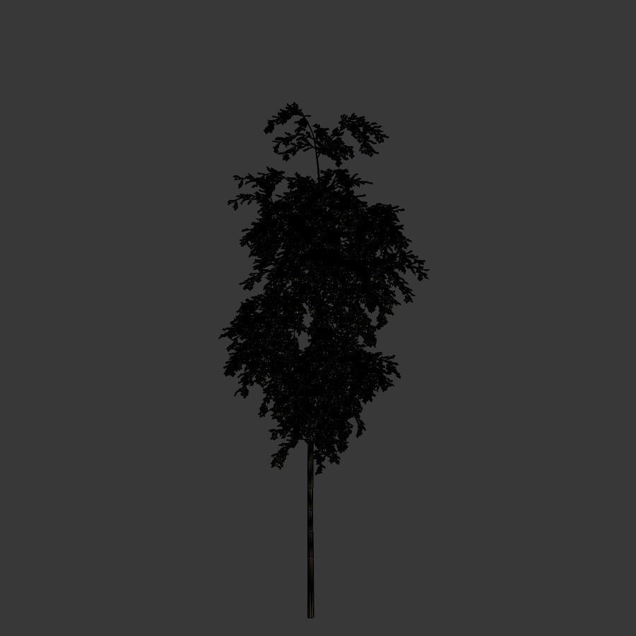 Young Tree  3D model_9