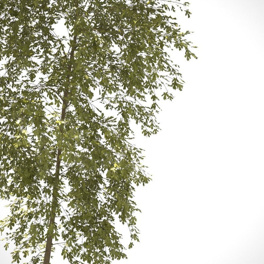 Young Tree  3D model_8
