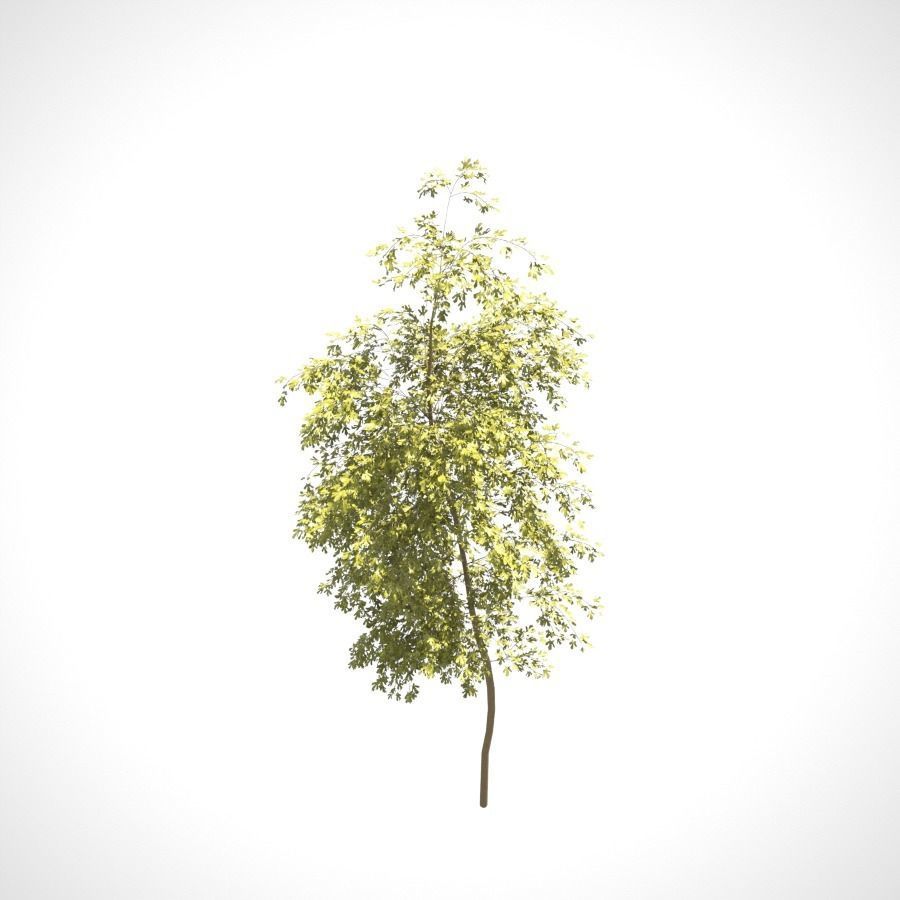 Young Tree  3D model_5