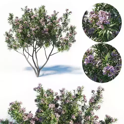Pink Dawn Tree - Chitalpa Tashkentensis 3D model