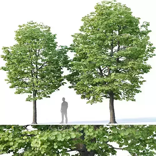 Tilia europaea Nr 2 H7-8m Two tree set 3D model