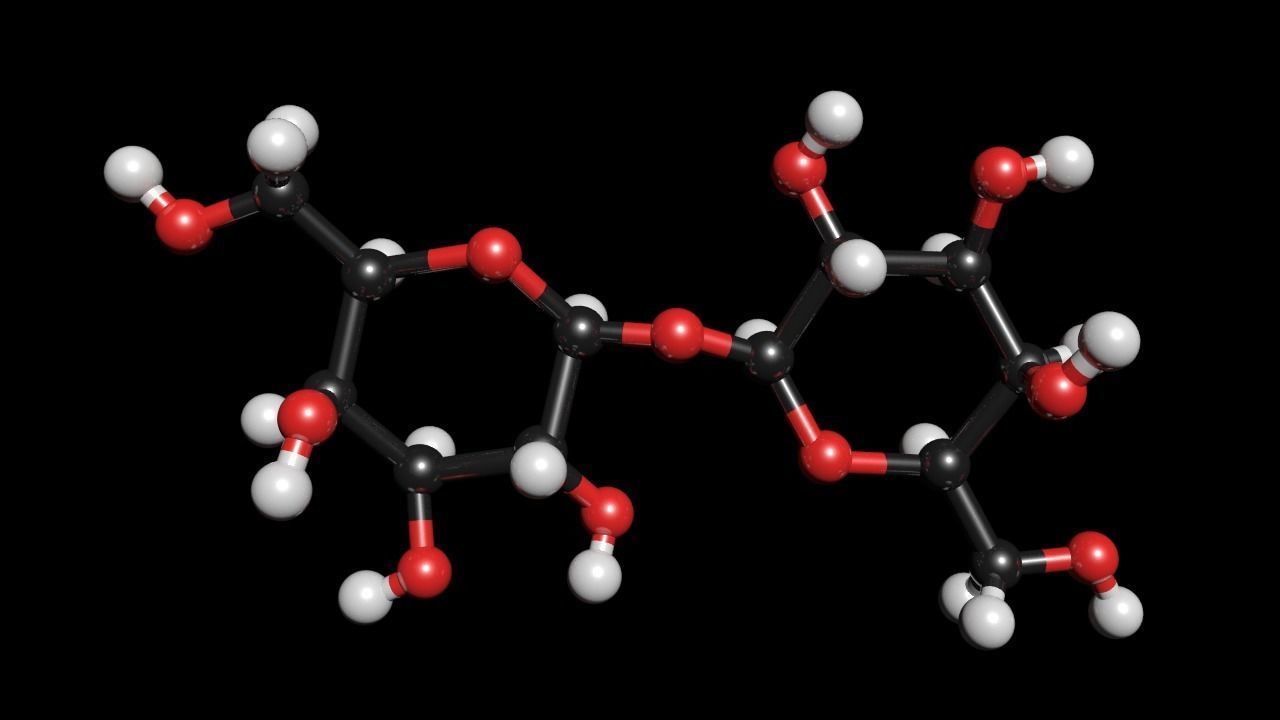 Maltose 3D Model C12H22O11 3D model_1