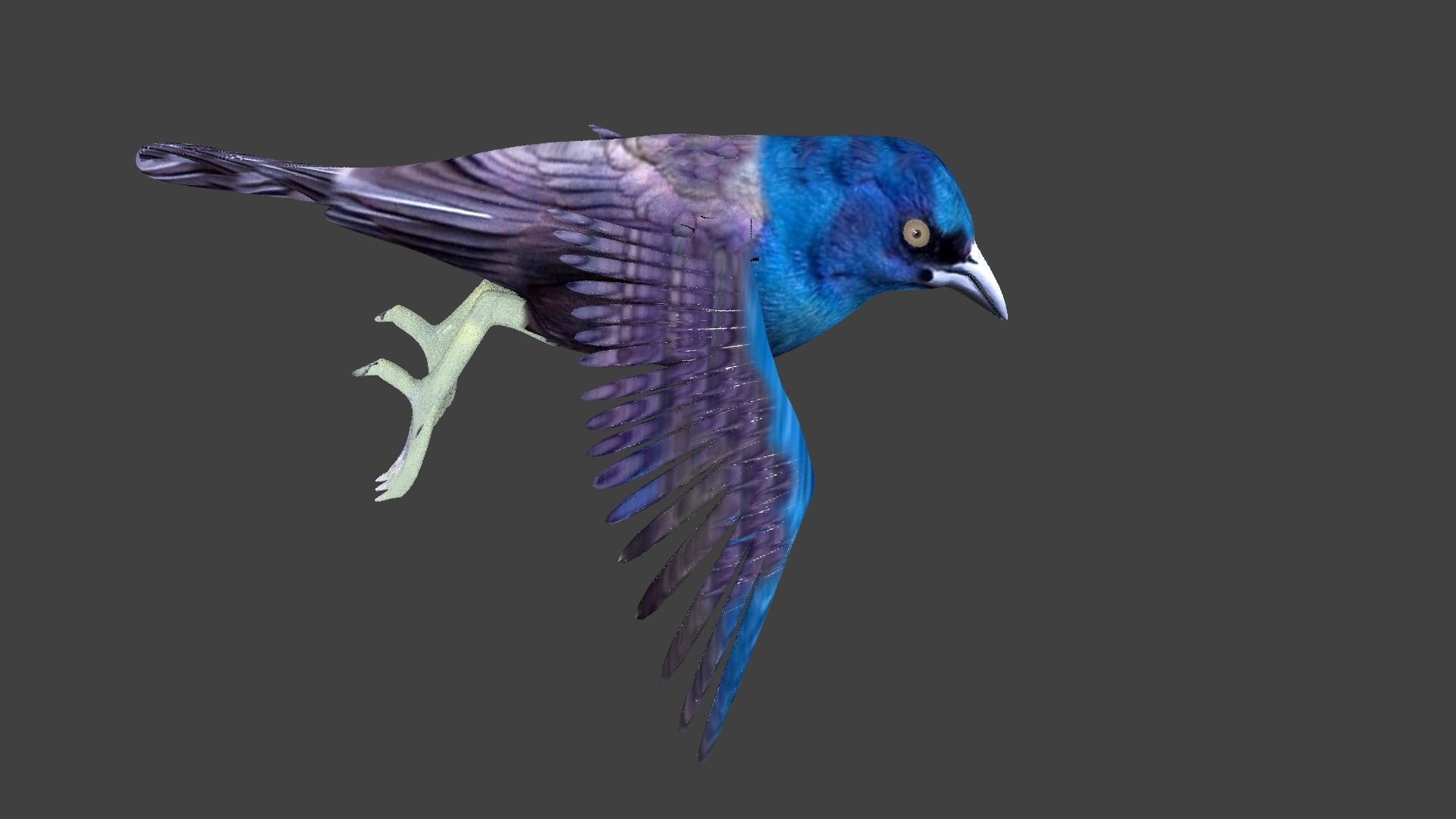common grackle animated 3D model_4