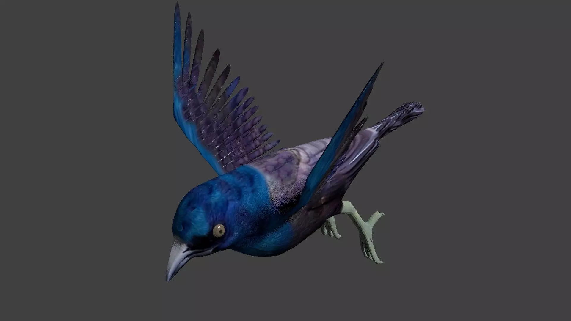 common grackle animated 3D model_0