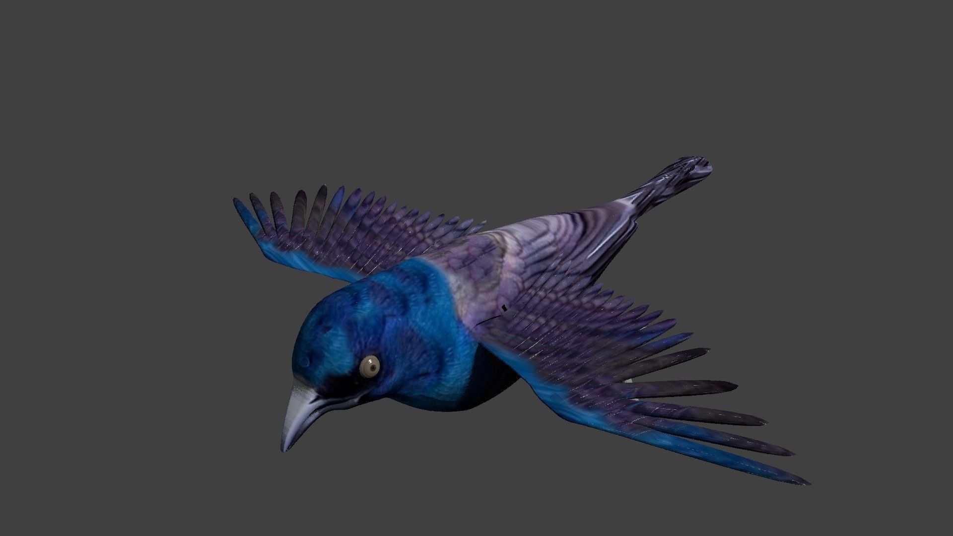 common grackle animated 3D model_2