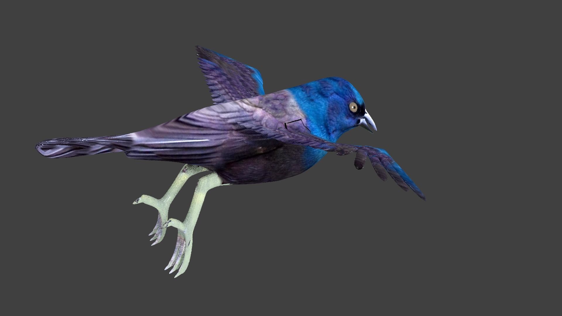 common grackle animated 3D model_3
