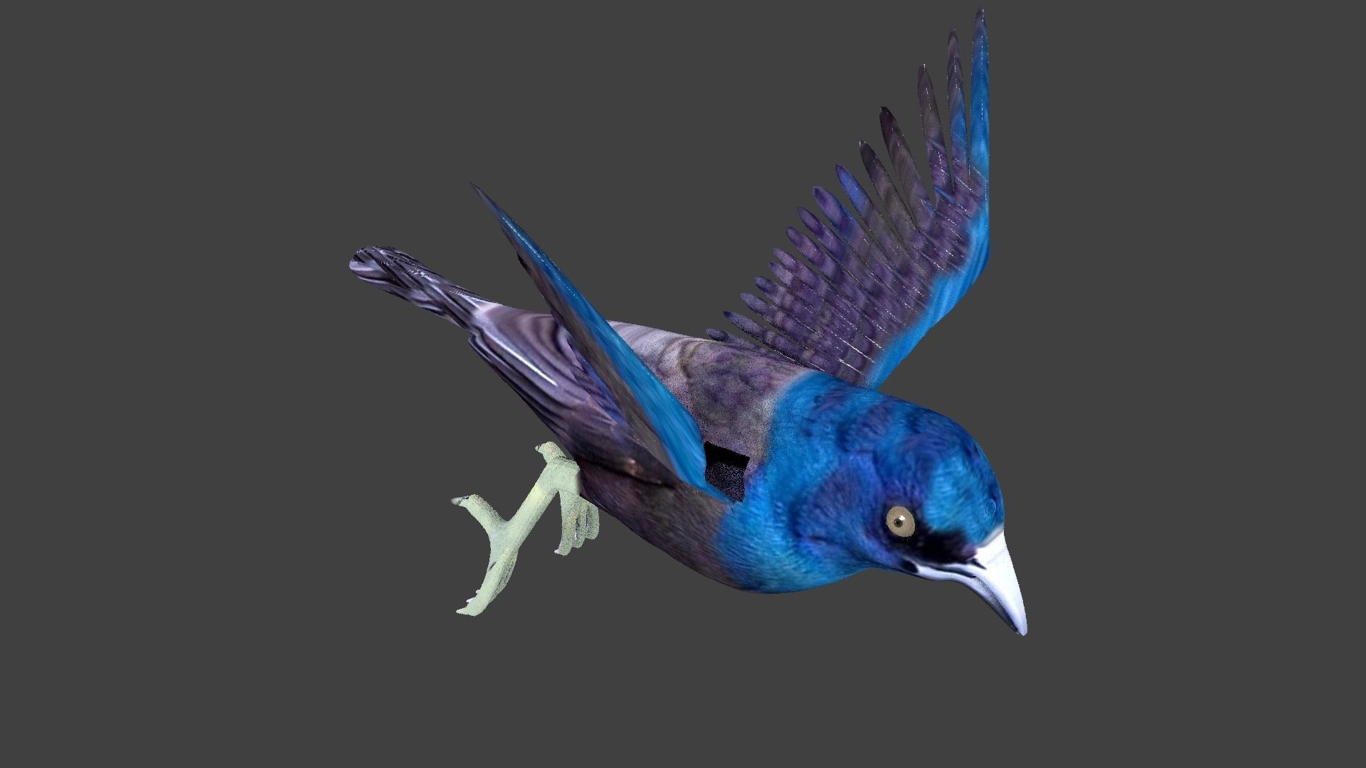 common grackle animated 3D model_5