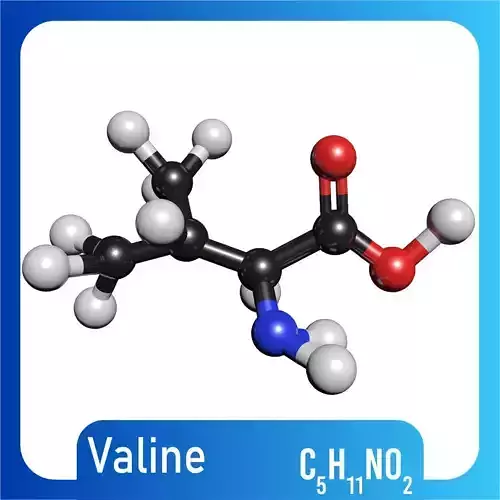 Valine 3D Model C5H11NO2