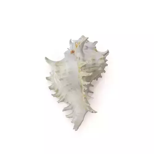 Shell 03 - Low and High Poly Versions 