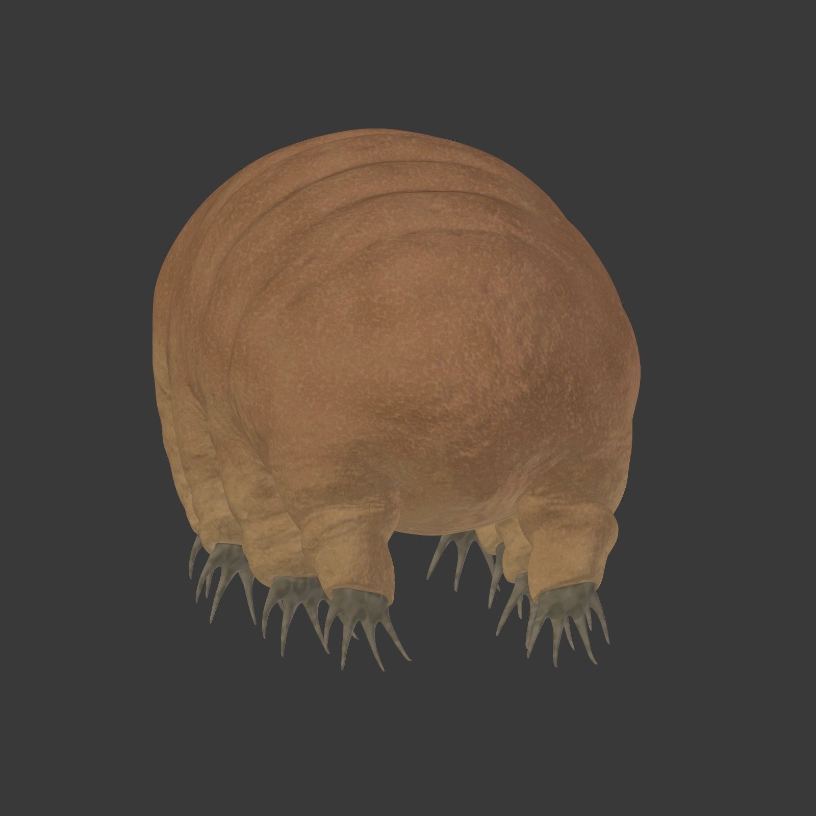 Tardigrade - Microscopic Water Bear - Moss Piglet Low-poly 3D model_16