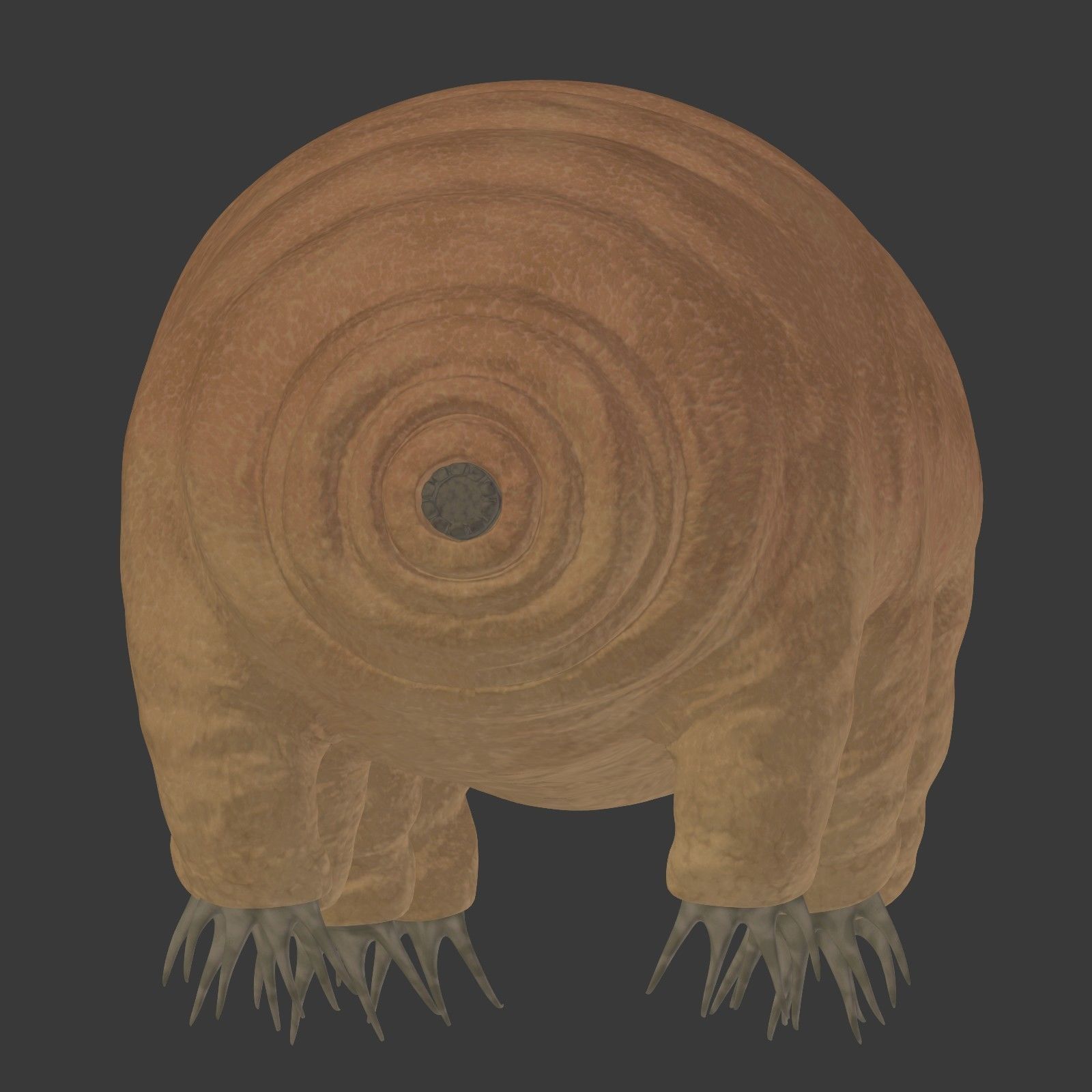 Tardigrade - Microscopic Water Bear - Moss Piglet Low-poly 3D model_10