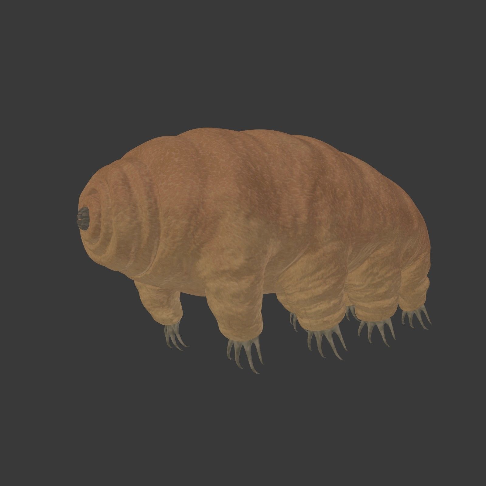 Tardigrade - Microscopic Water Bear - Moss Piglet Low-poly 3D model_1