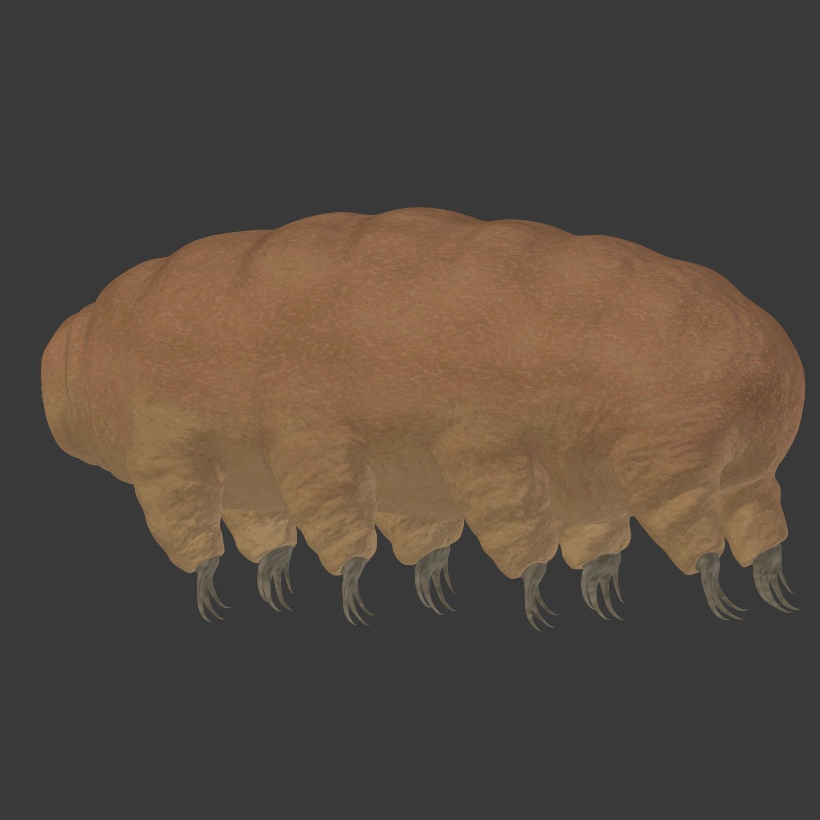Tardigrade - Microscopic Water Bear - Moss Piglet Low-poly 3D model_14