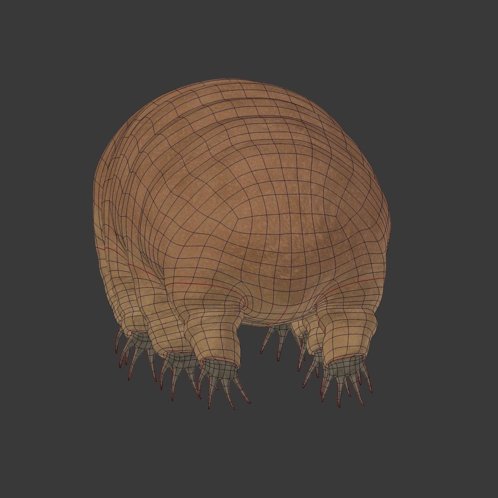 Tardigrade - Microscopic Water Bear - Moss Piglet Low-poly 3D model_17