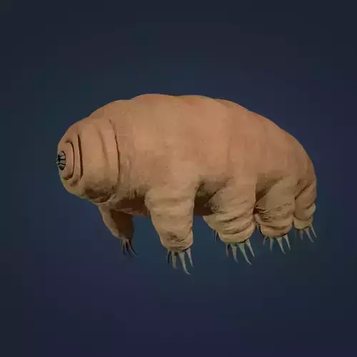 Tardigrade Low-poly 3D model