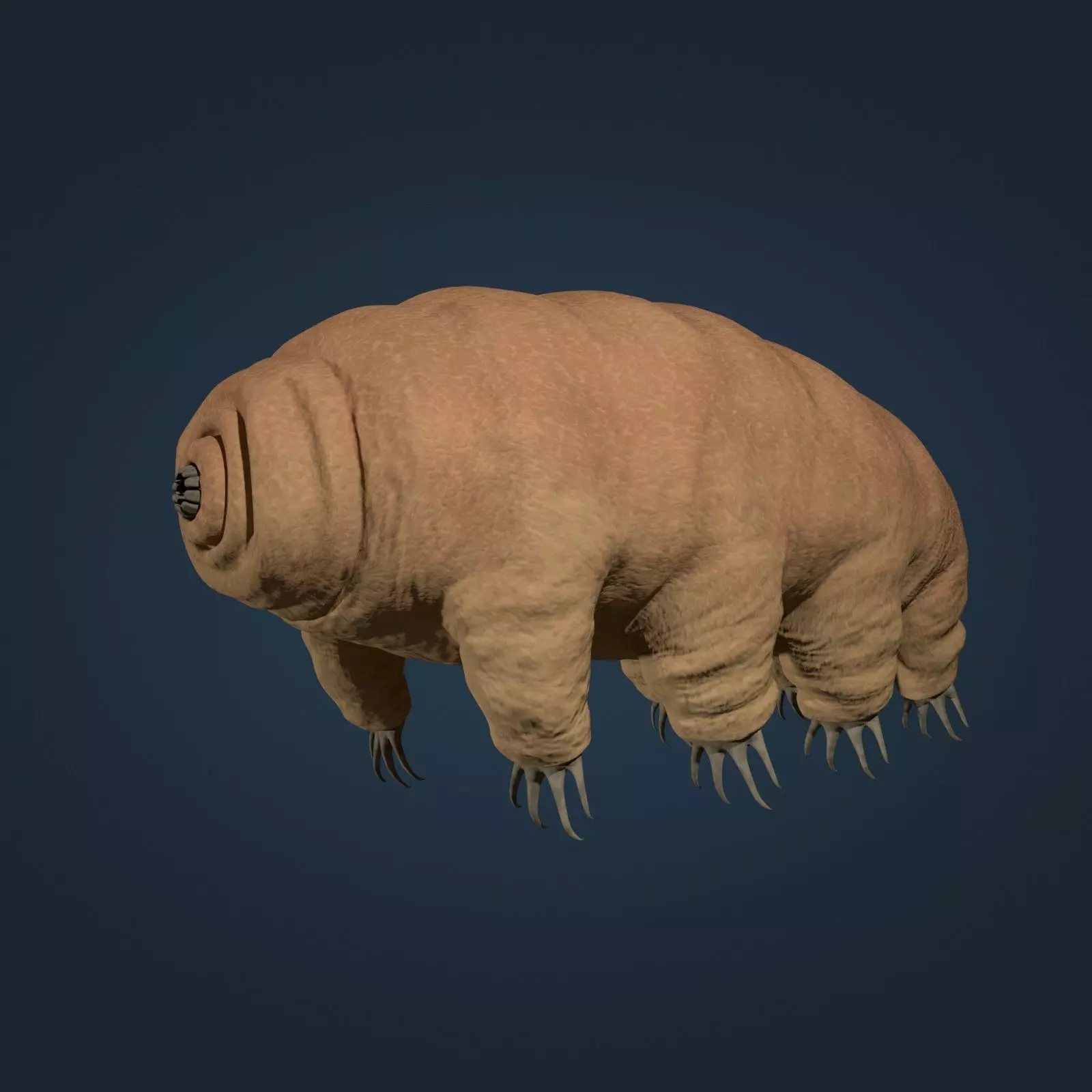 Tardigrade - Microscopic Water Bear - Moss Piglet Low-poly 3D model_0