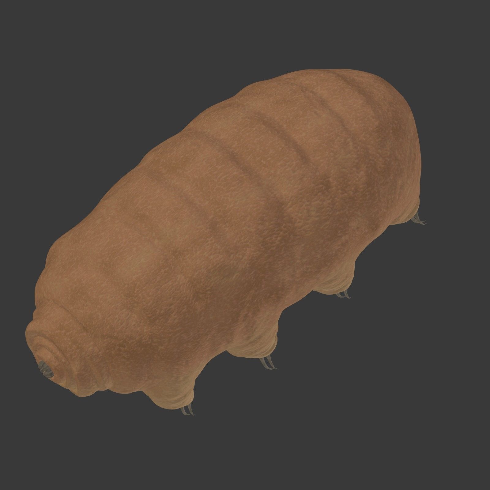 Tardigrade - Microscopic Water Bear - Moss Piglet Low-poly 3D model_18