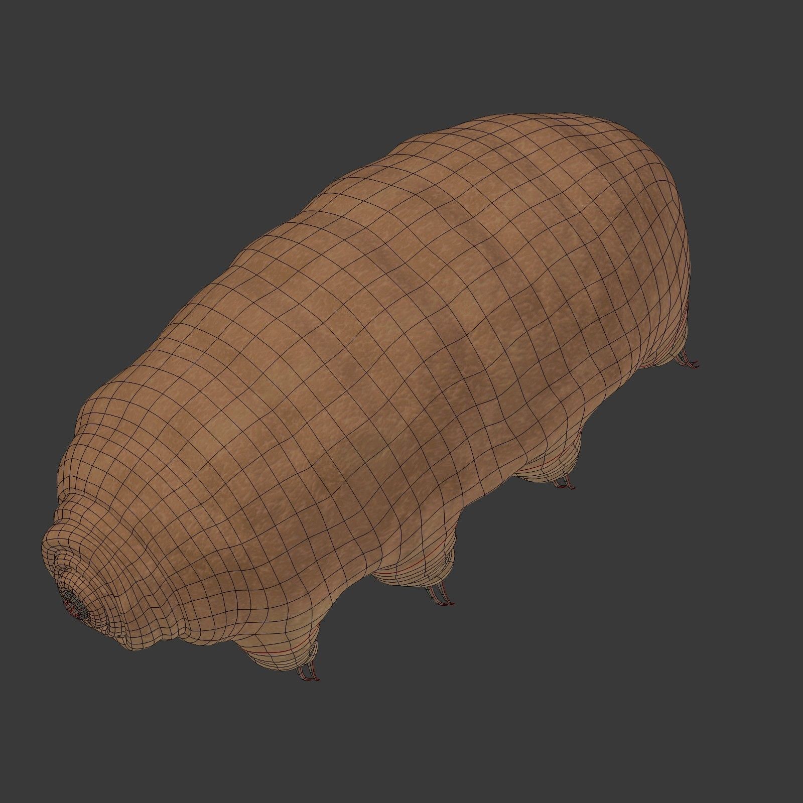 Tardigrade - Microscopic Water Bear - Moss Piglet Low-poly 3D model_19